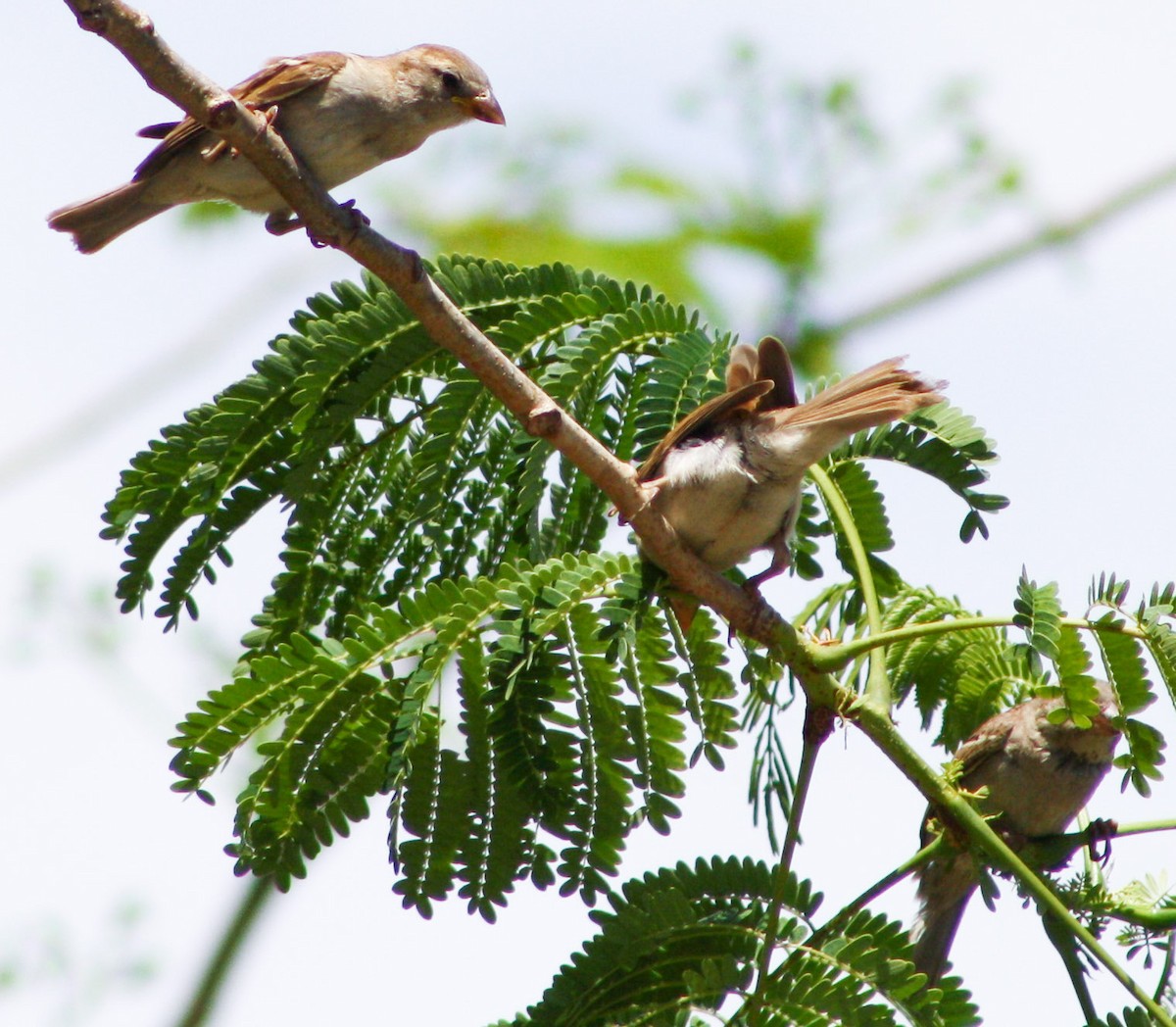 Moineau domestique - ML620600814