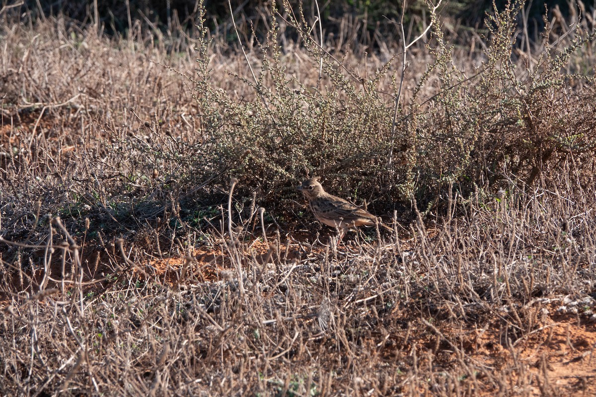 עפרוני ספרדי - ML620600819