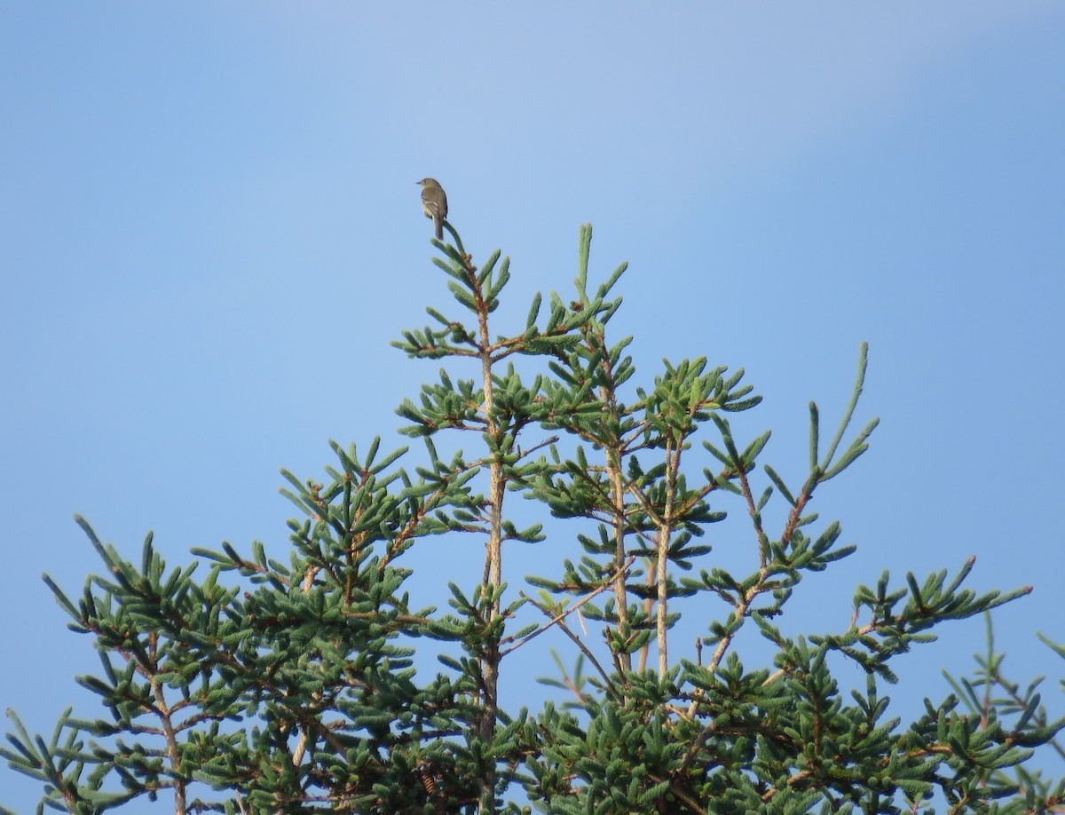 Alder Flycatcher - ML620600821