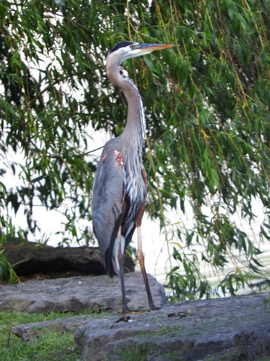 Great Blue Heron - ML620600822