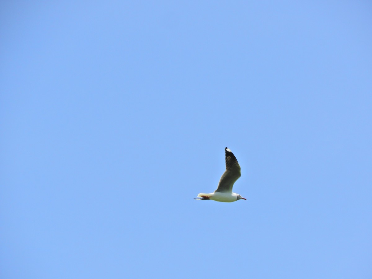 Gray-hooded Gull - ML620600824