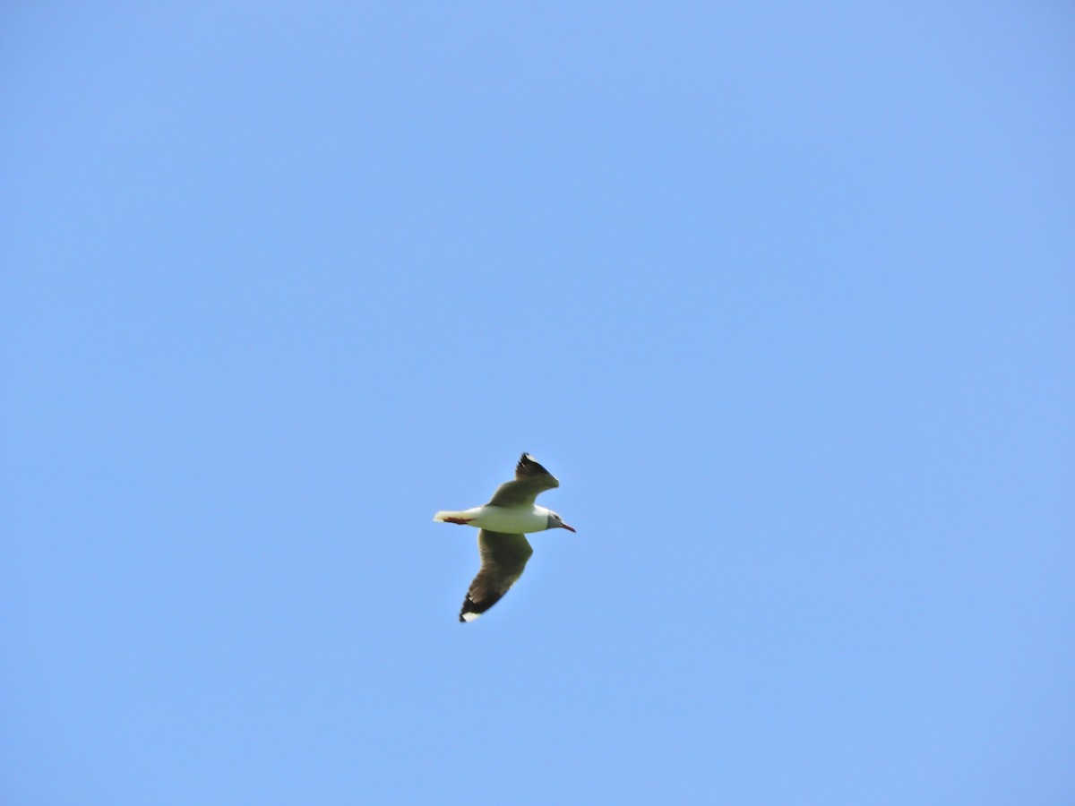 Mouette à tête grise - ML620600825