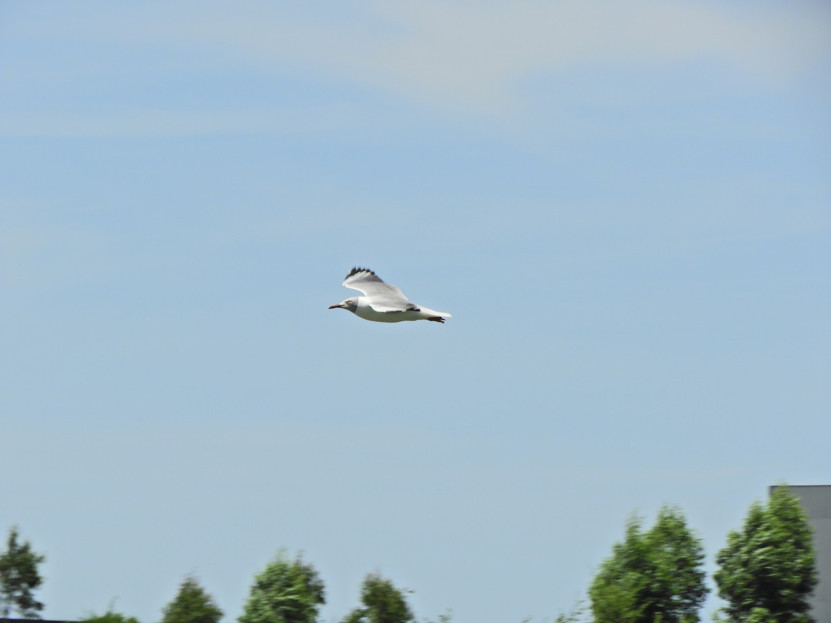 Gray-hooded Gull - ML620600827