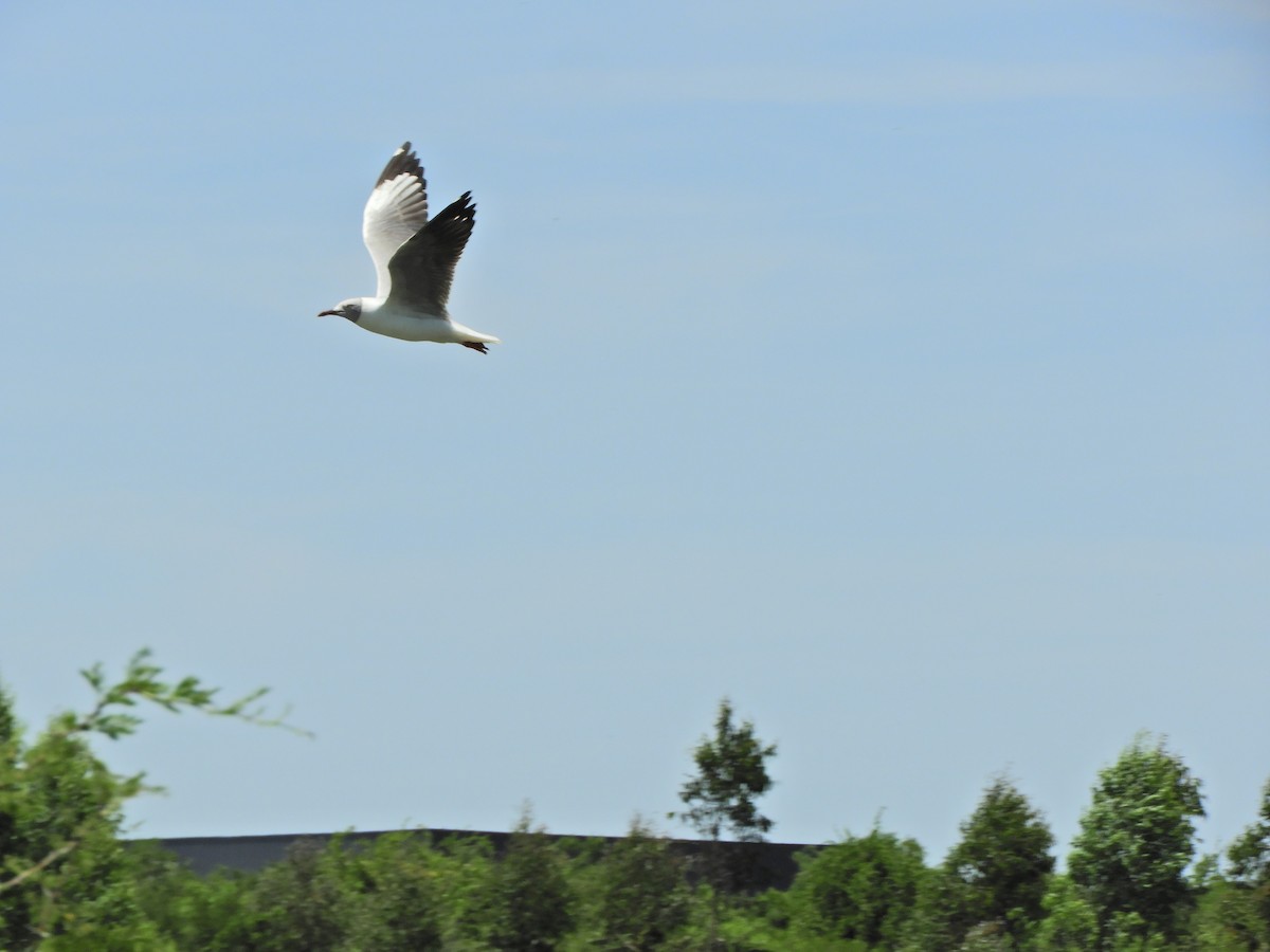 Gray-hooded Gull - ML620600830