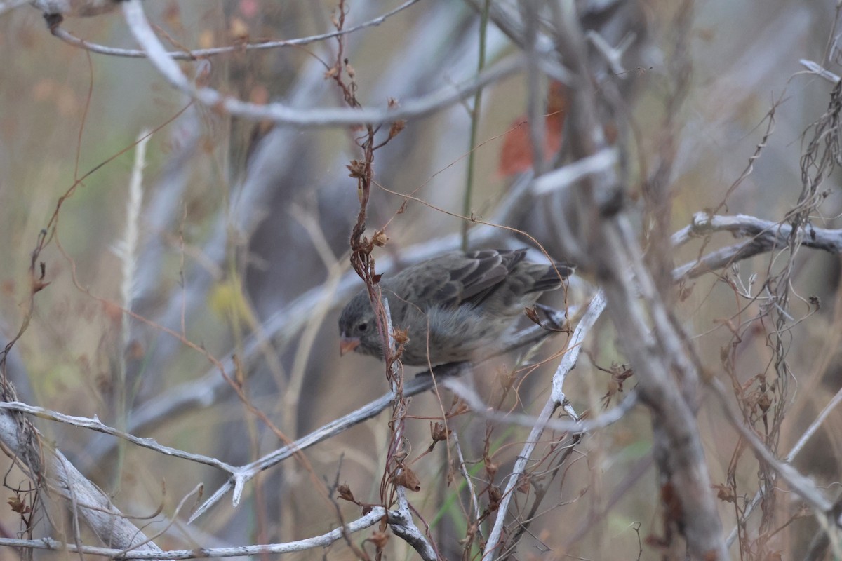 Small Tree-Finch - ML620600832