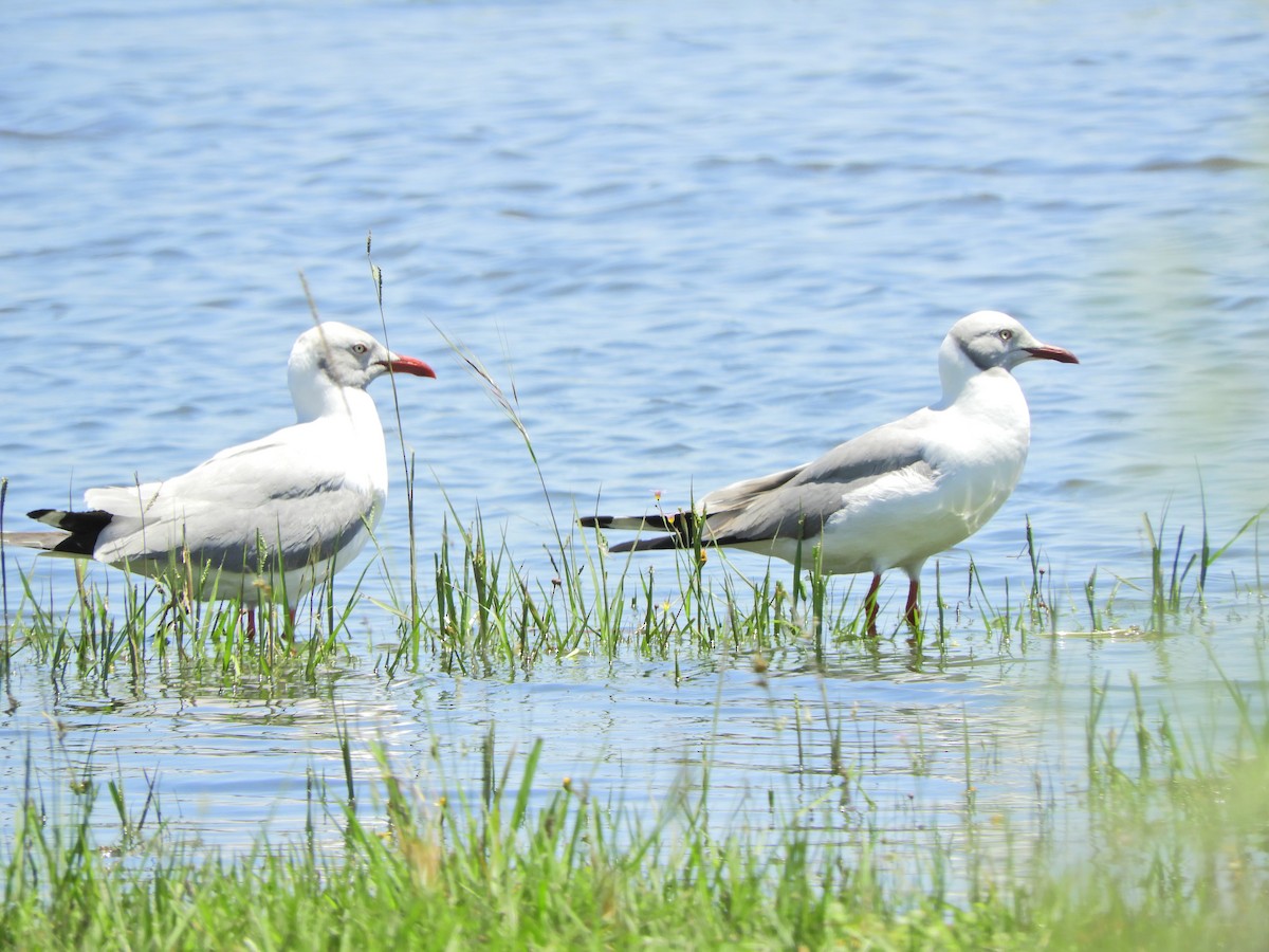 Mouette à tête grise - ML620600839