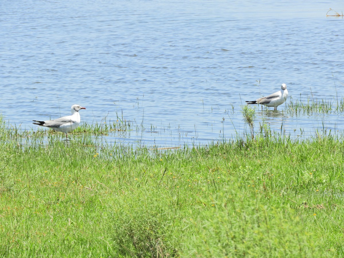 Mouette à tête grise - ML620600840