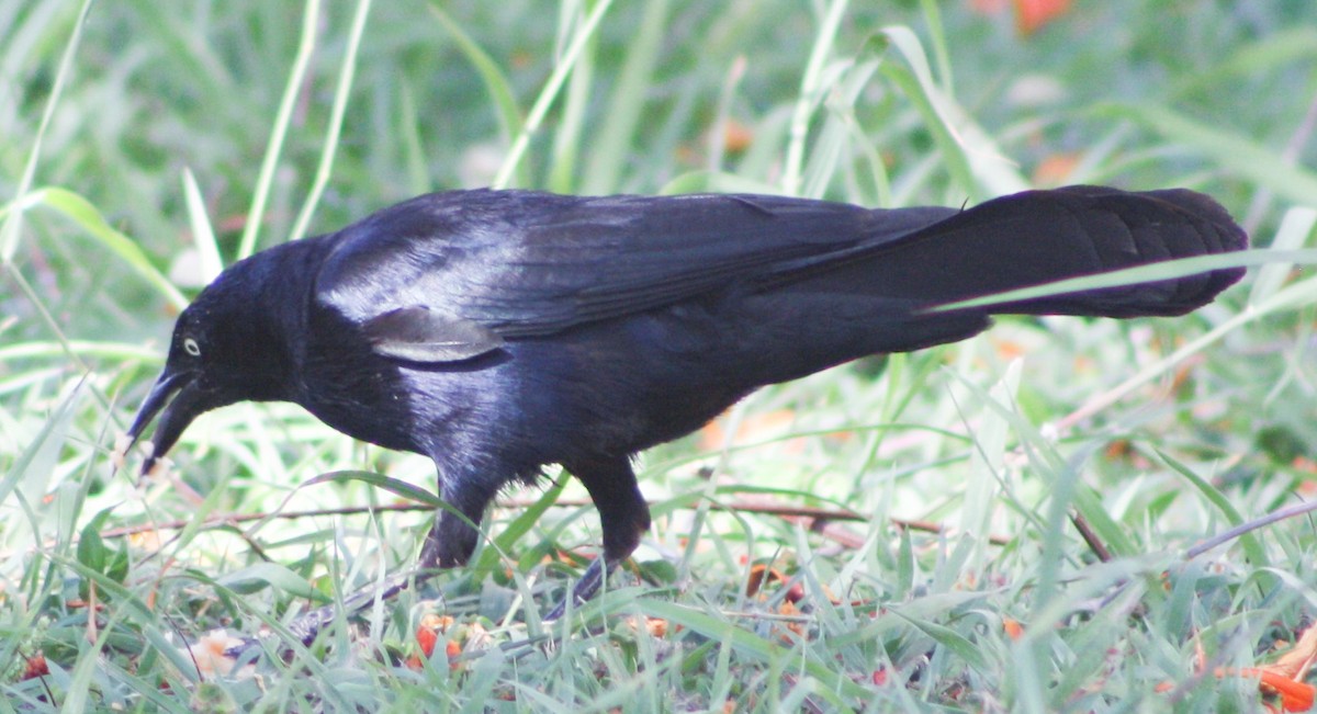 Greater Antillean Grackle - ML620600842