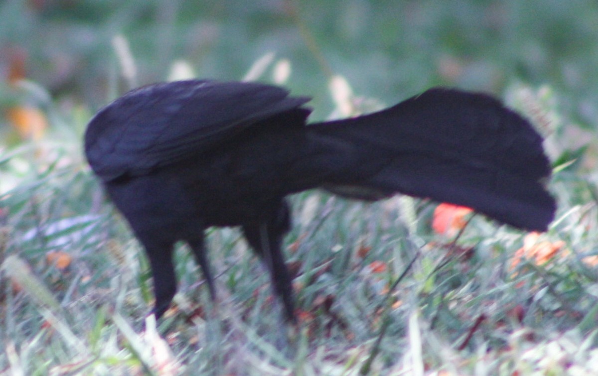 Greater Antillean Grackle - ML620600843