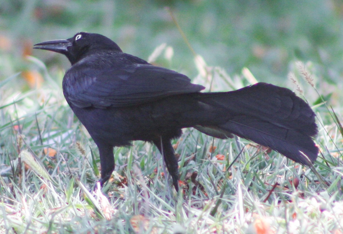 Greater Antillean Grackle - ML620600844