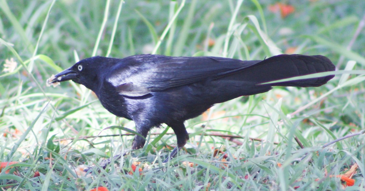 Greater Antillean Grackle - ML620600845