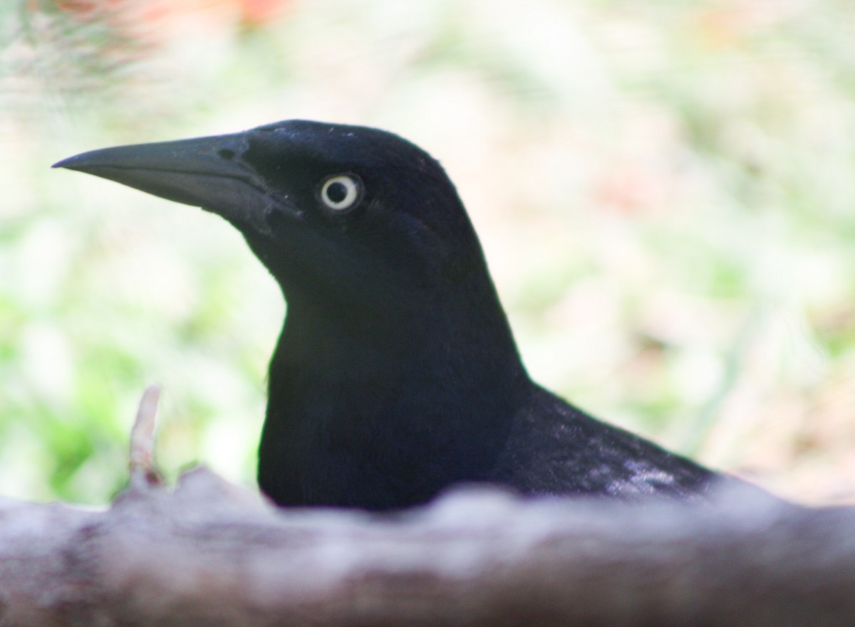 Greater Antillean Grackle - ML620600846