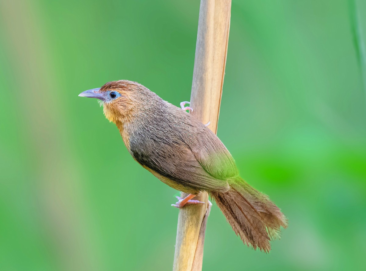 Tawny-bellied Babbler - ML620600849