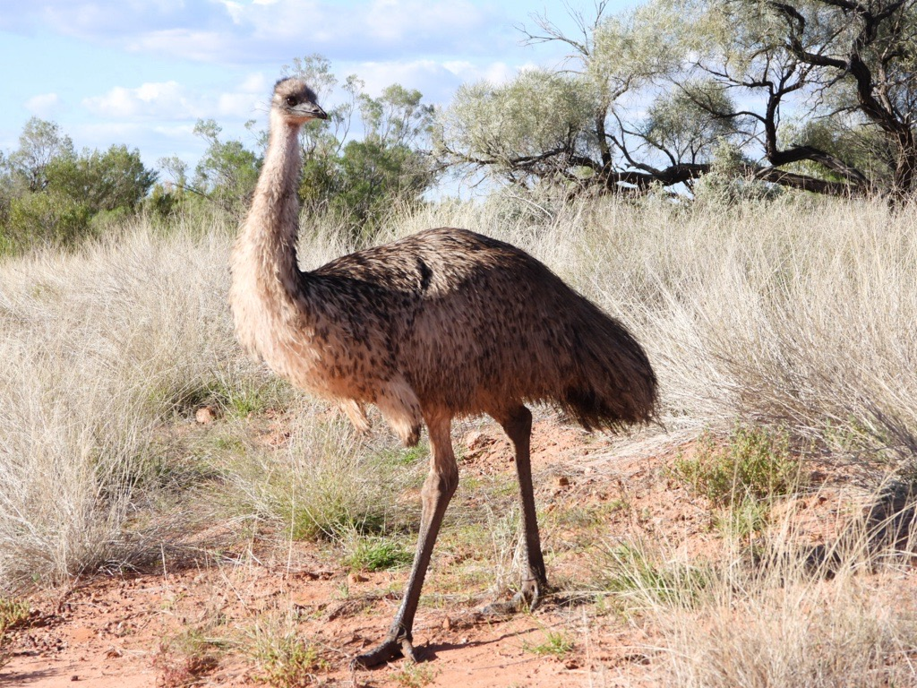 Emu - Alfred McLachlan-Karr