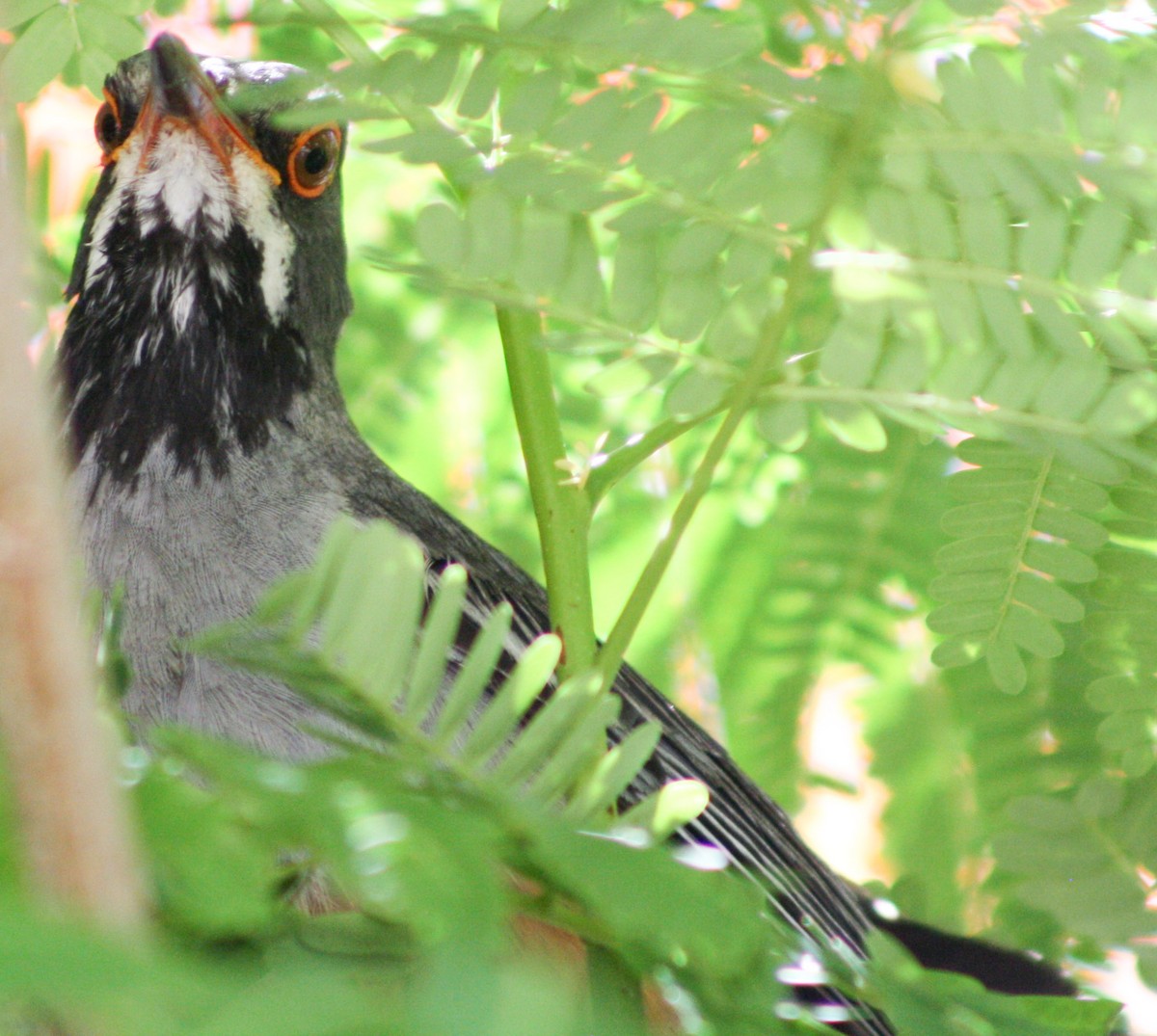 Red-legged Thrush - ML620600853