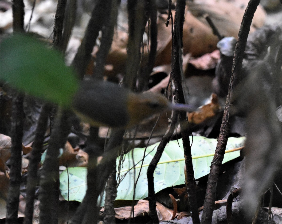 Long-billed Gnatwren - ML620600856