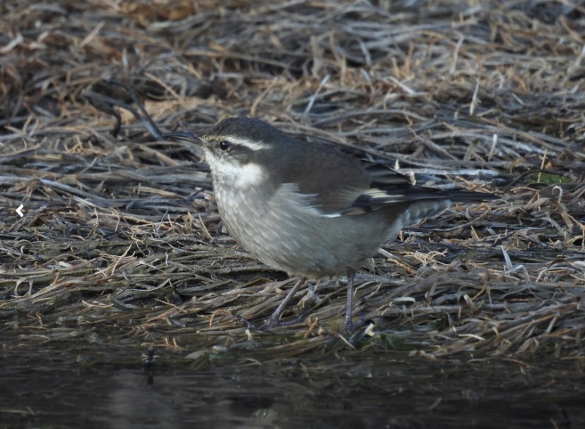 パタゴニアカワカマドドリ - ML620600862