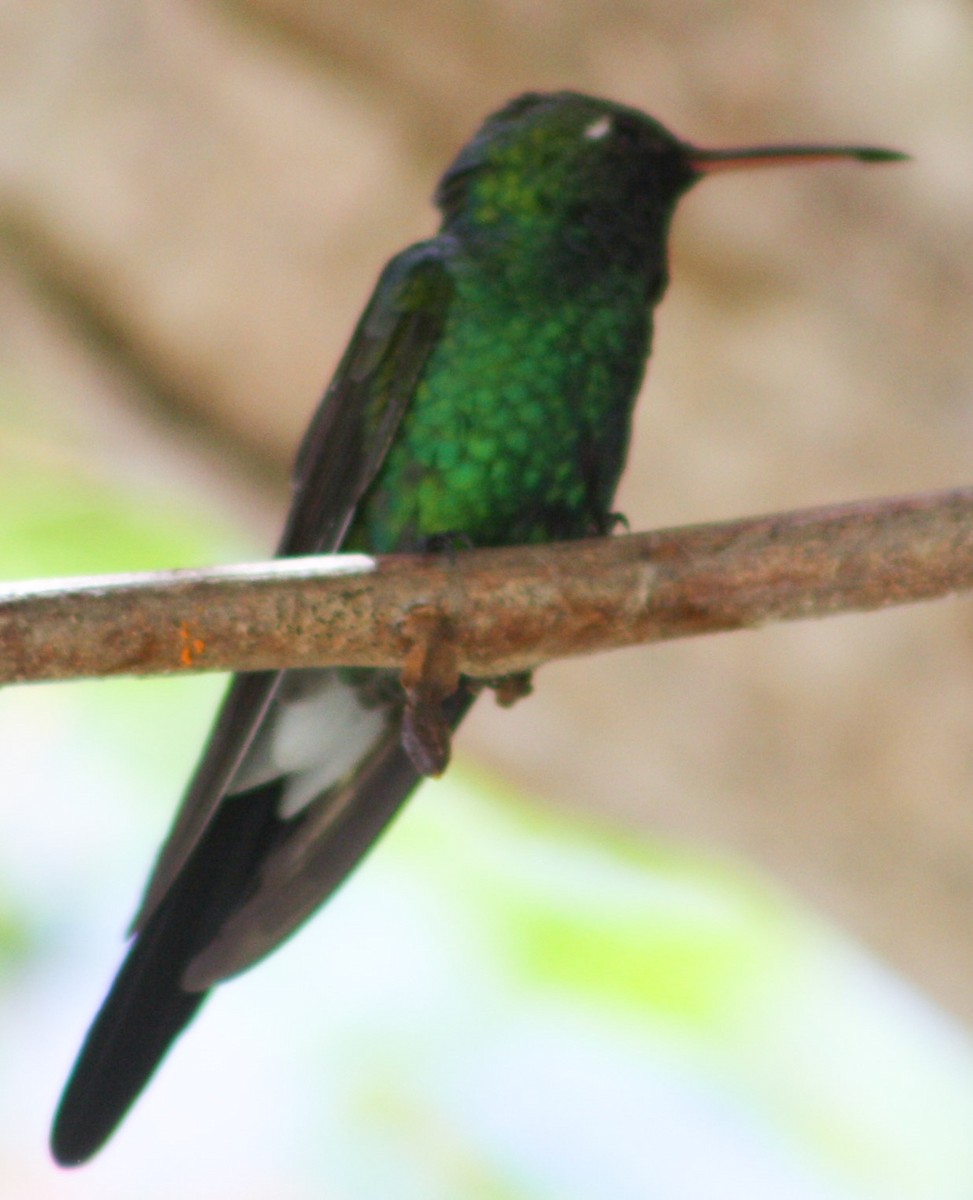 Cuban Emerald - ML620600863