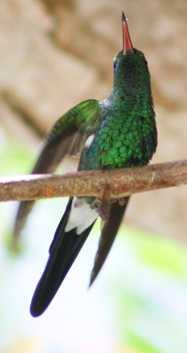 kolibřík kubánský - ML620600864