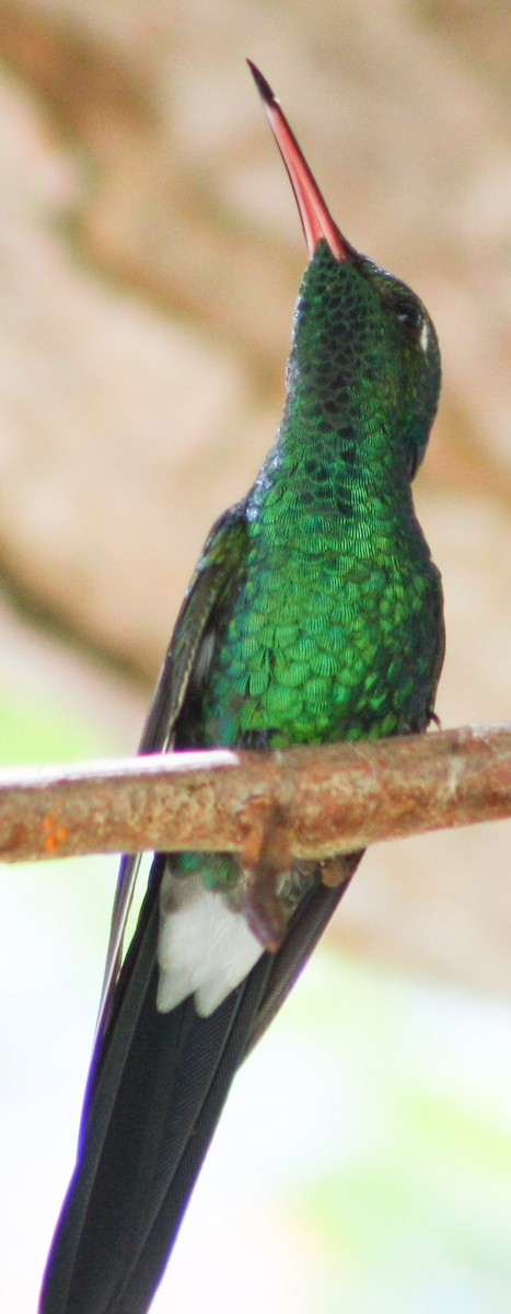 Cuban Emerald - ML620600865