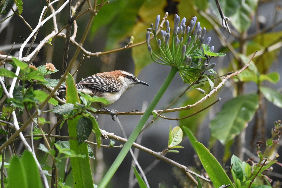 Rufous-naped Wren - ML620600869