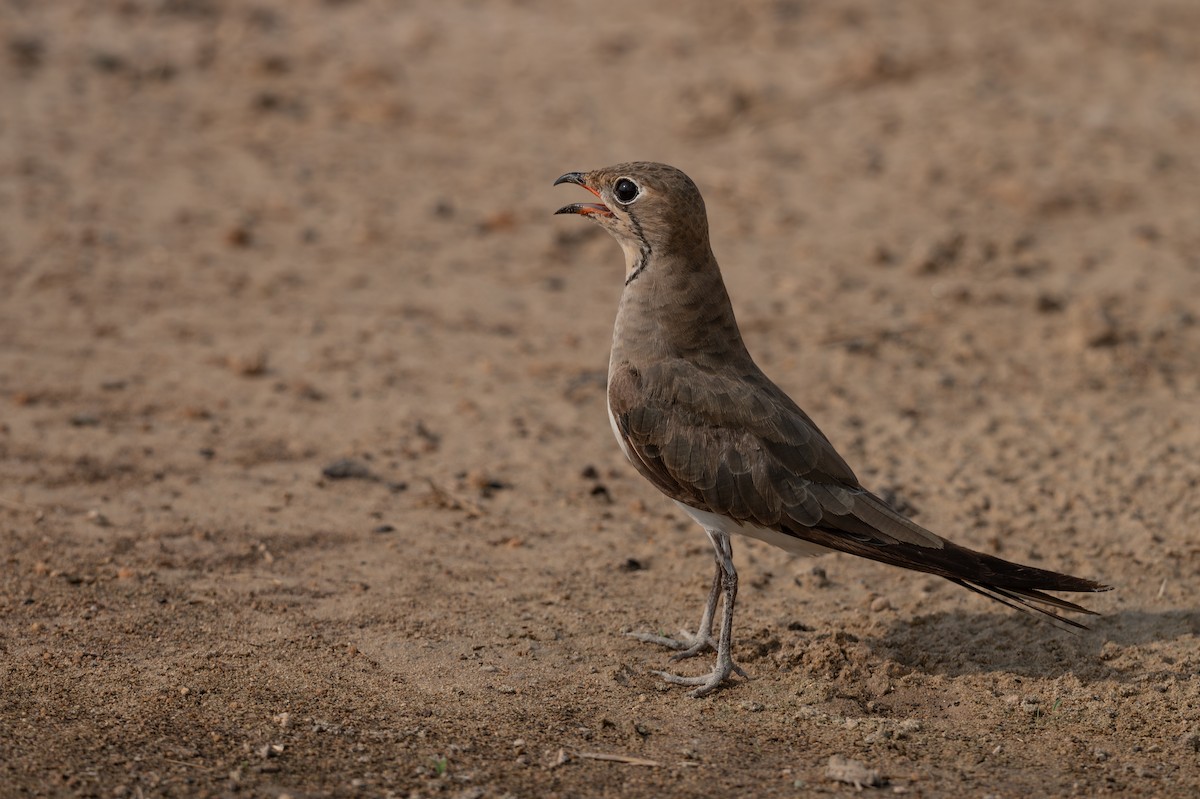 Collared Pratincole - ML620600880