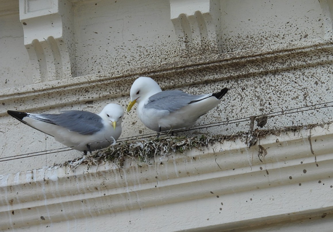 Gaviota Tridáctila - ML620600881