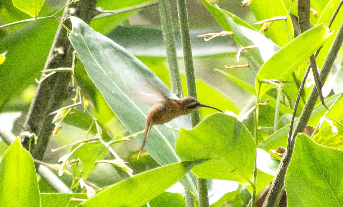 kolibřík malý - ML620600883
