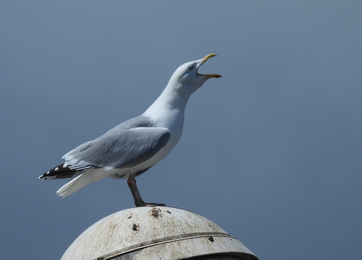 Herring Gull - ML620600884