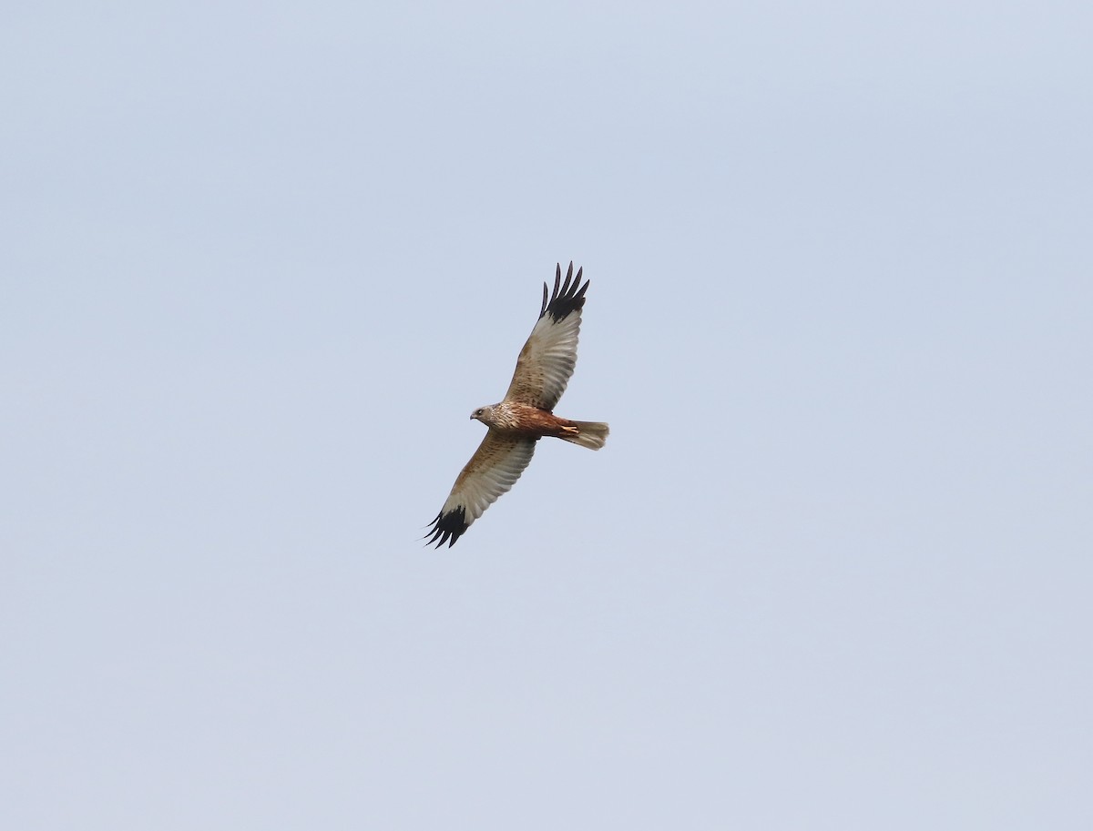 Western Marsh Harrier - ML620600885