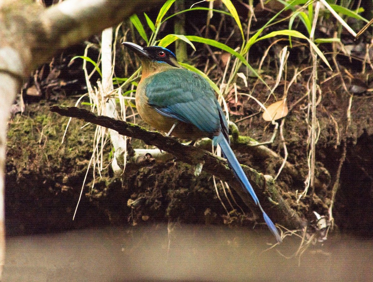 blåpannemotmot - ML620600888