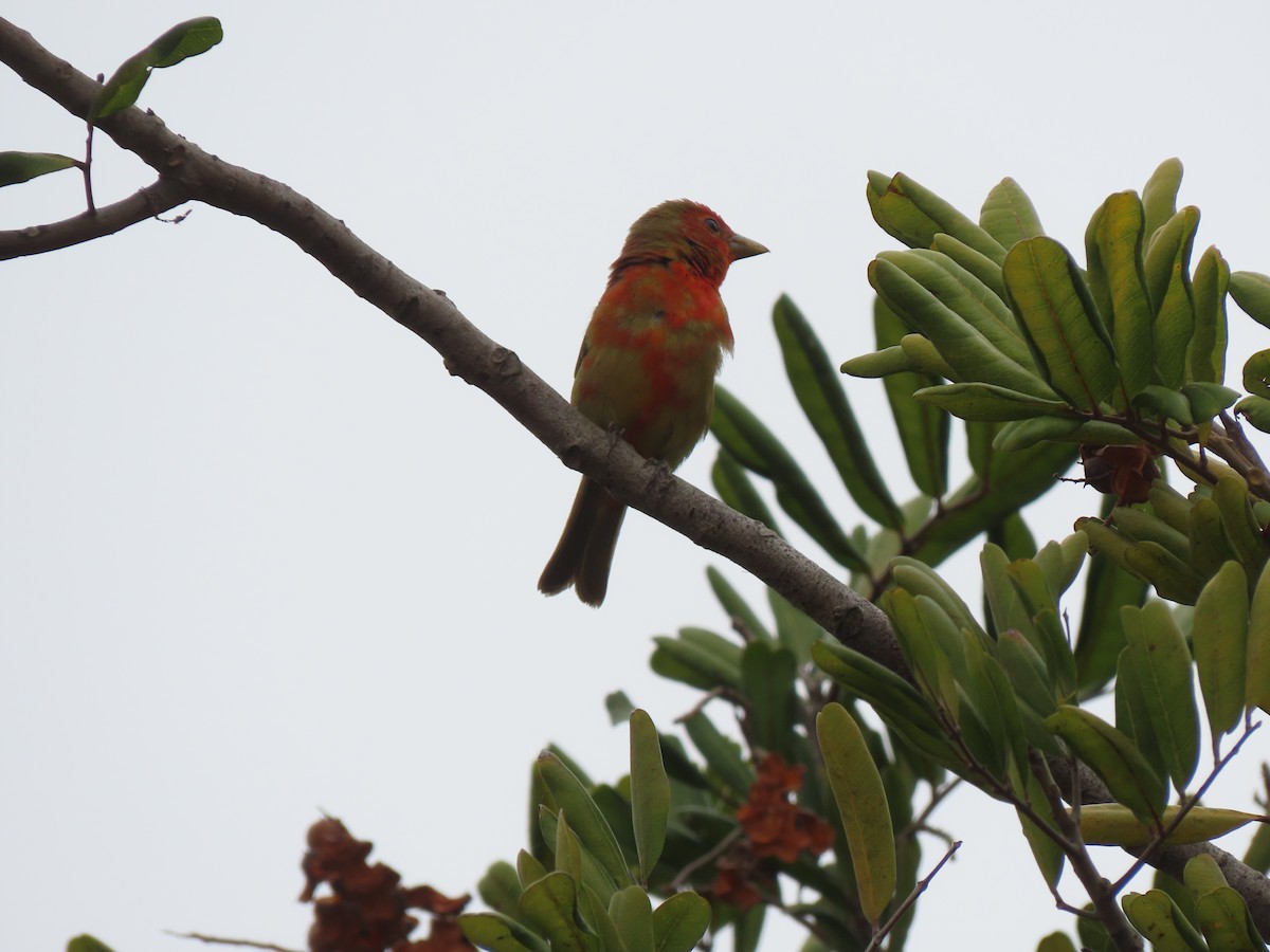 Summer Tanager - ML620600897