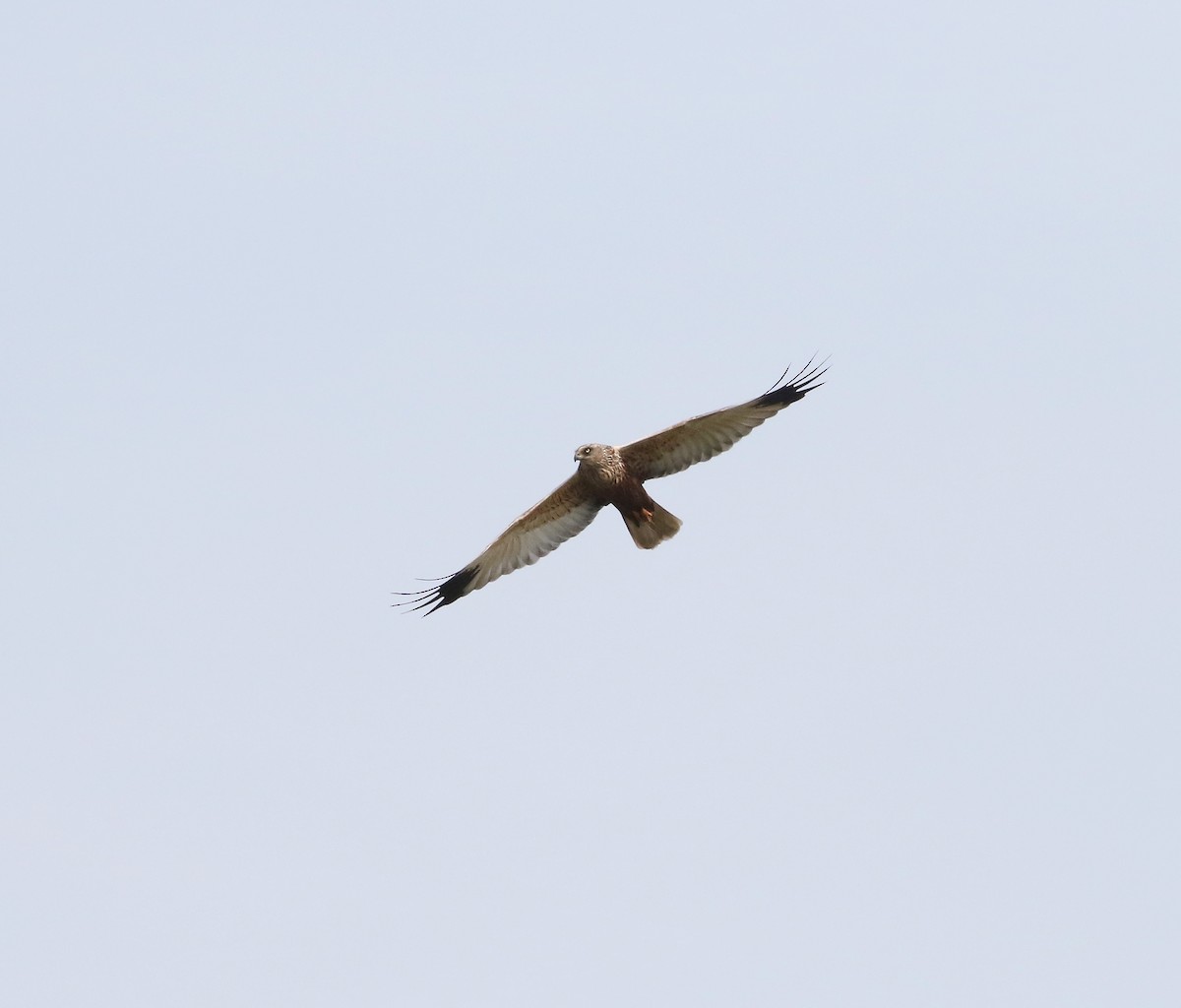 Western Marsh Harrier - Michael  Heron