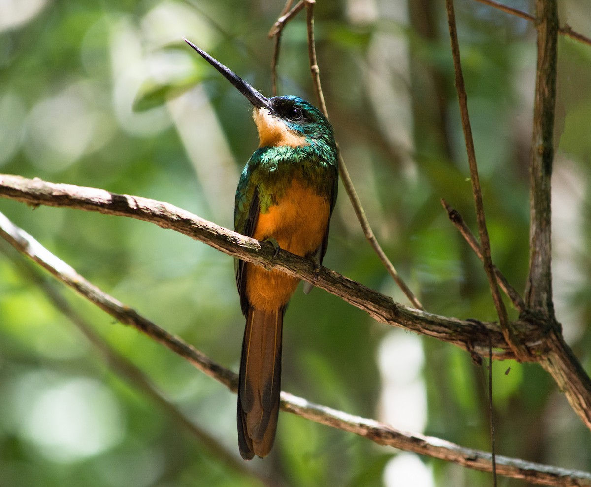 Jacamar à queue rousse - ML620600903