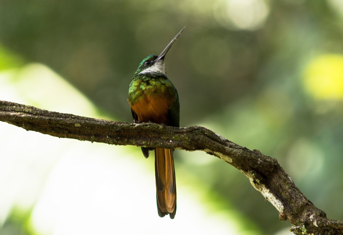 Jacamar à queue rousse - ML620600904