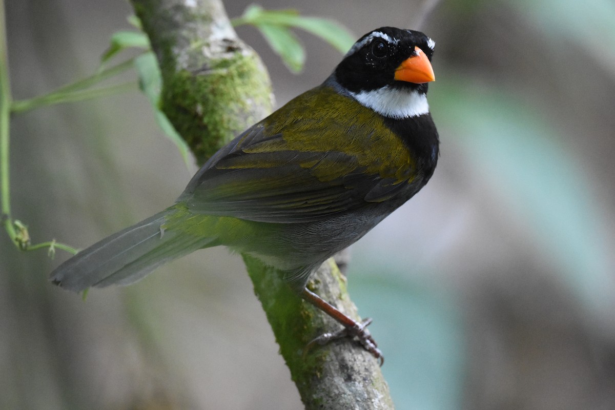 Orange-billed Sparrow - ML620600907