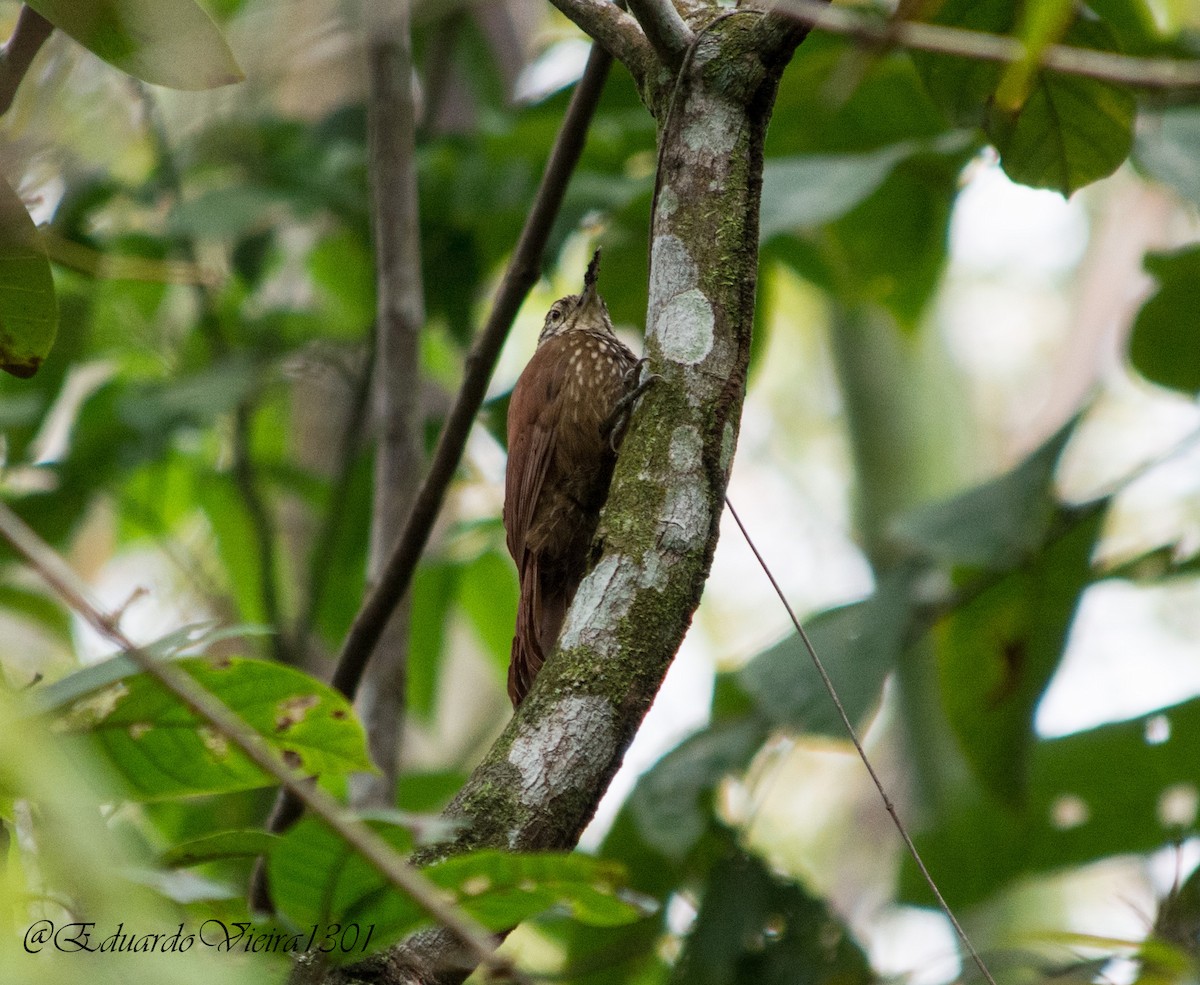 Straight-billed Woodcreeper - ML620600916