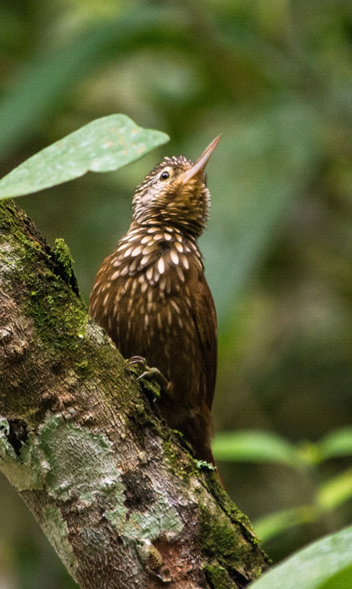 Straight-billed Woodcreeper - ML620600920