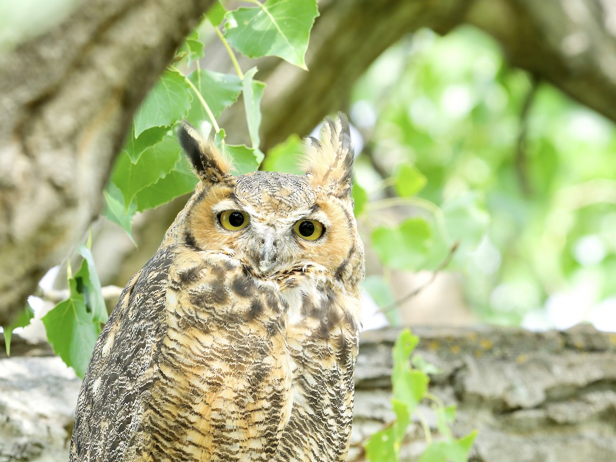 Great Horned Owl - ML620600922