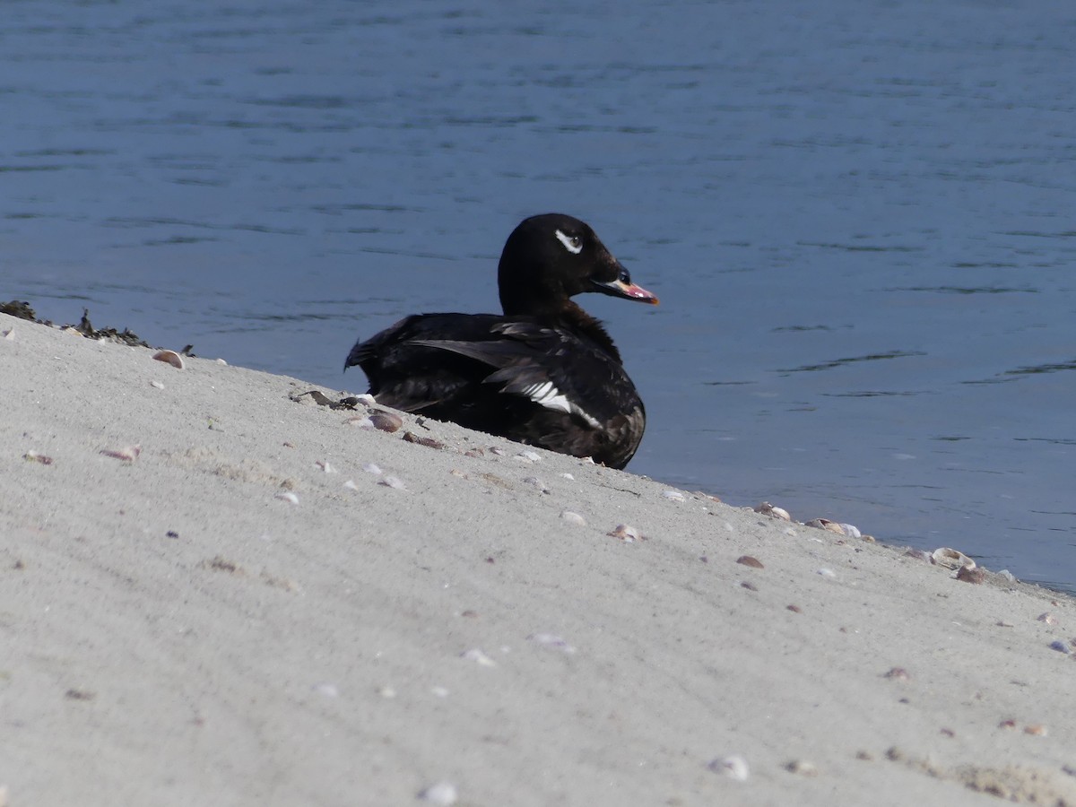 White-winged Scoter - ML620600923