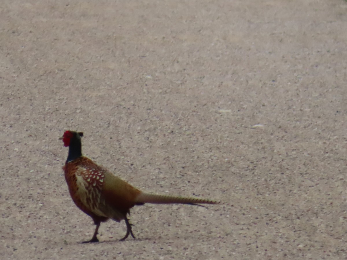 Ring-necked Pheasant - ML620600931