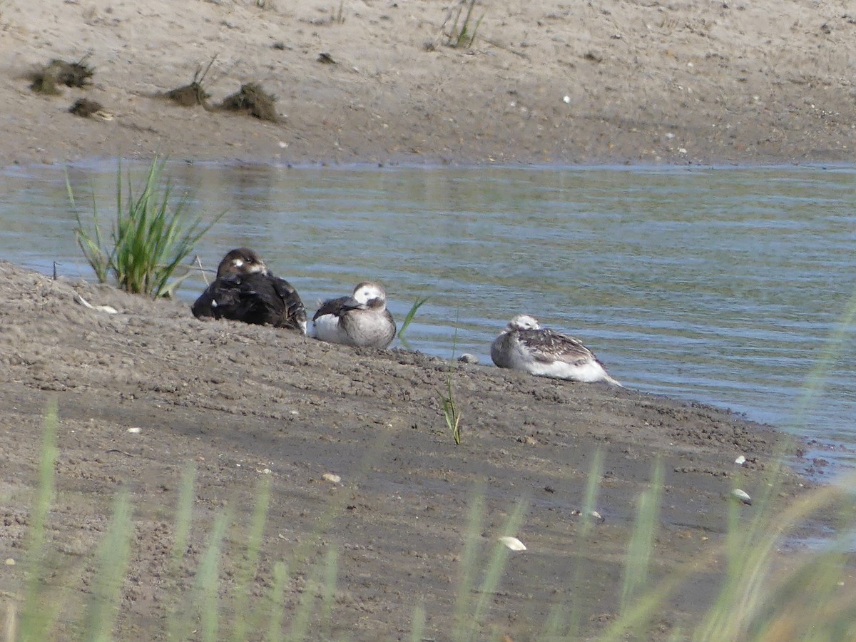 Long-tailed Duck - ML620600933