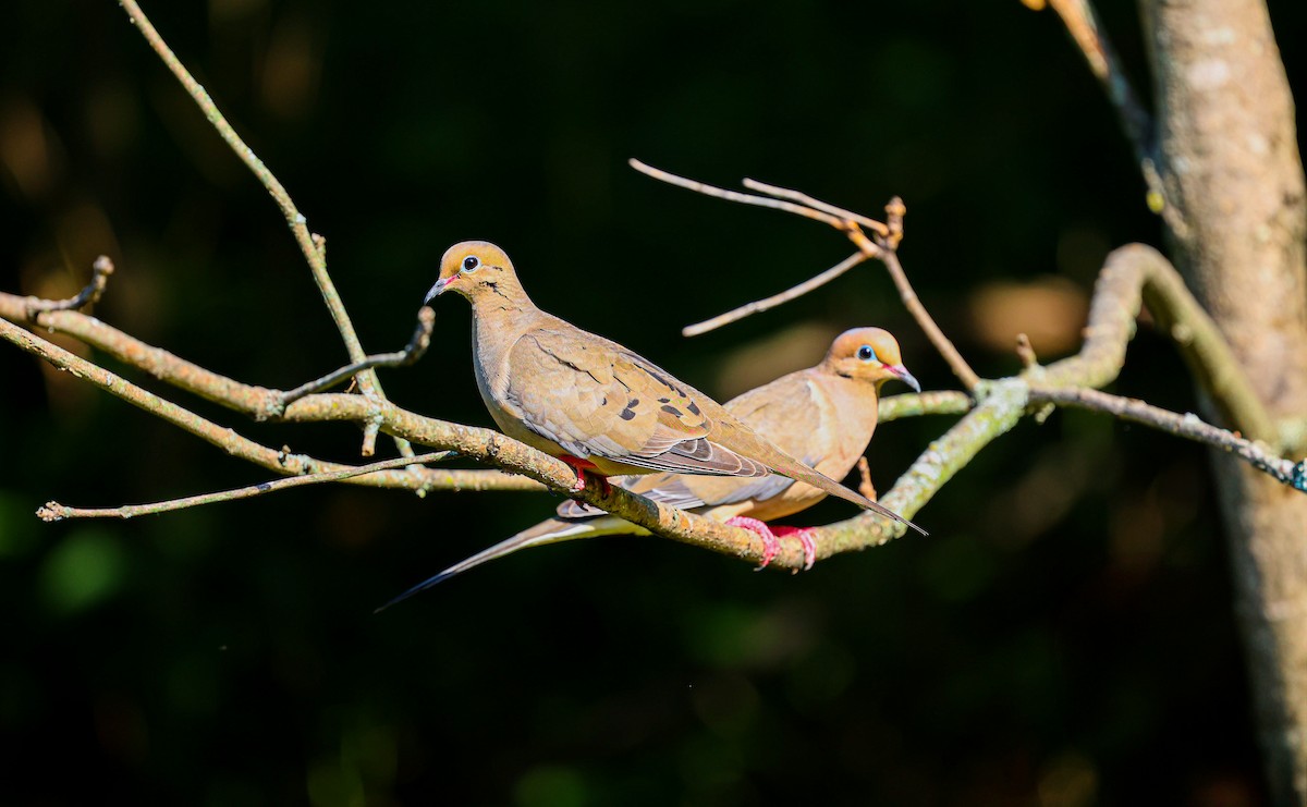 Mourning Dove - ML620600936