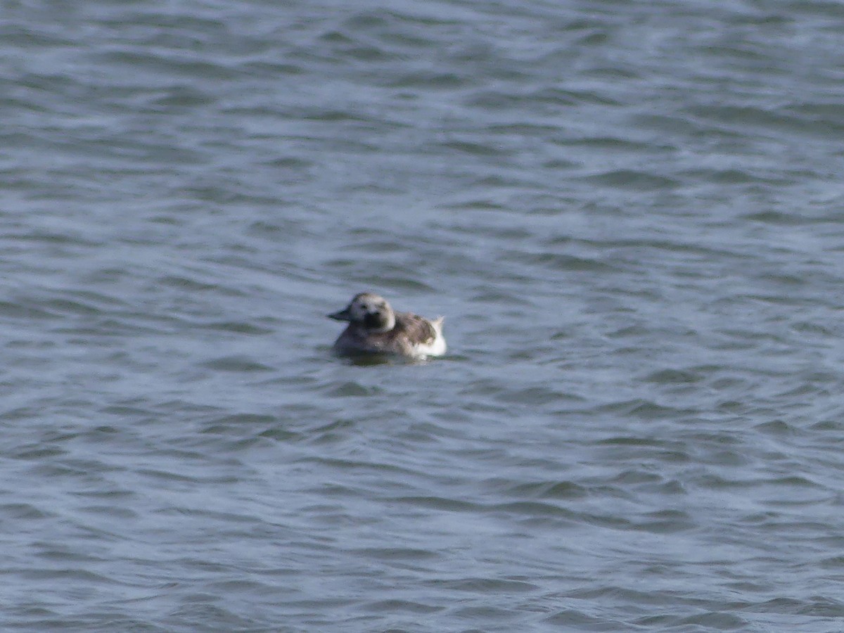 Long-tailed Duck - ML620600937