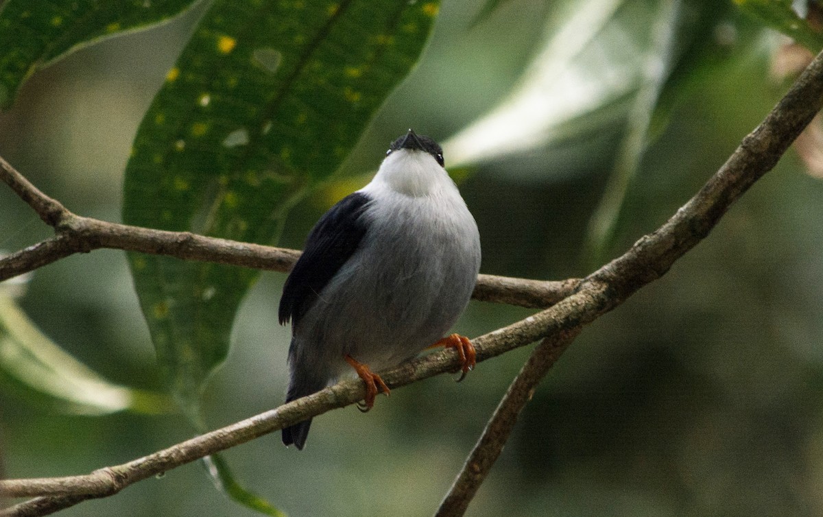 White-bearded Manakin - ML620600941