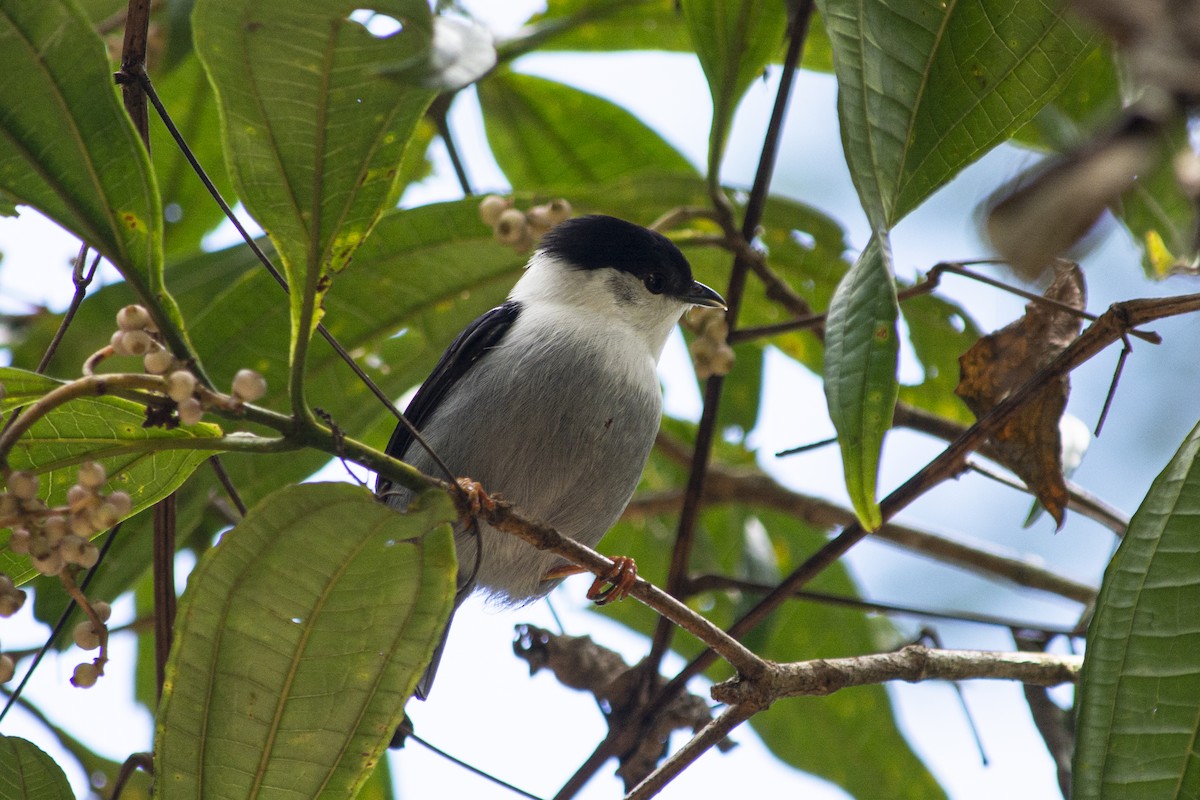 White-bearded Manakin - ML620600942