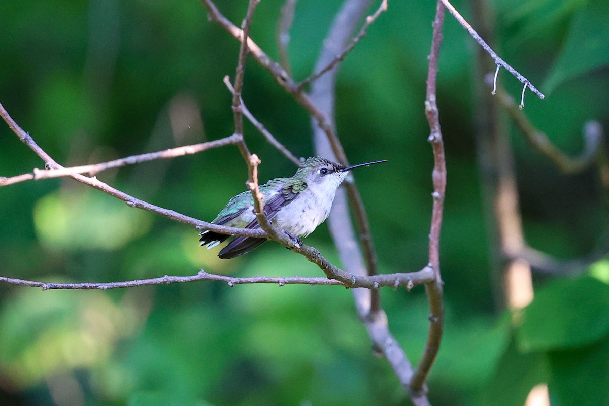 Ruby-throated Hummingbird - ML620600945