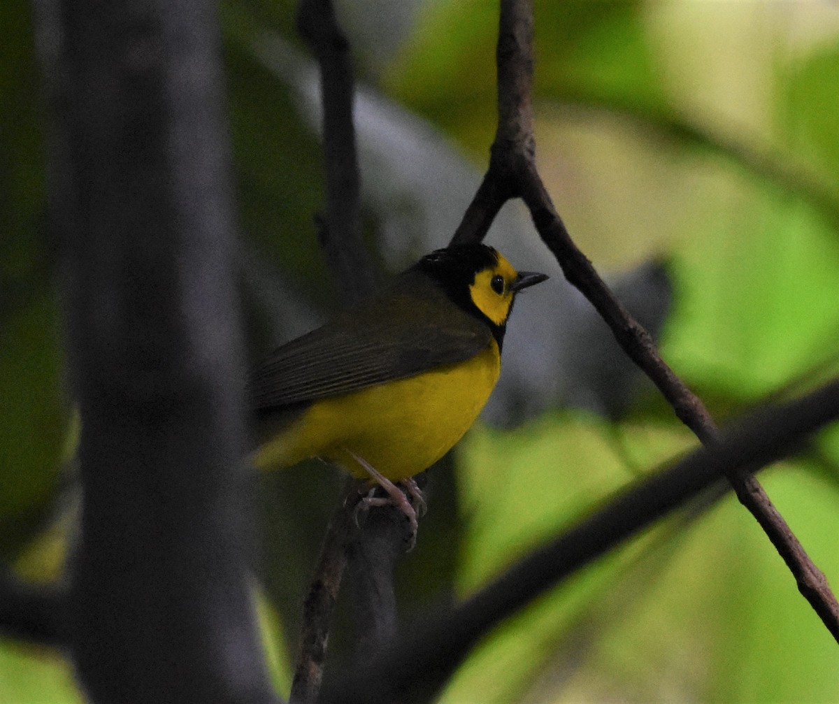 Hooded Warbler - ML620600949