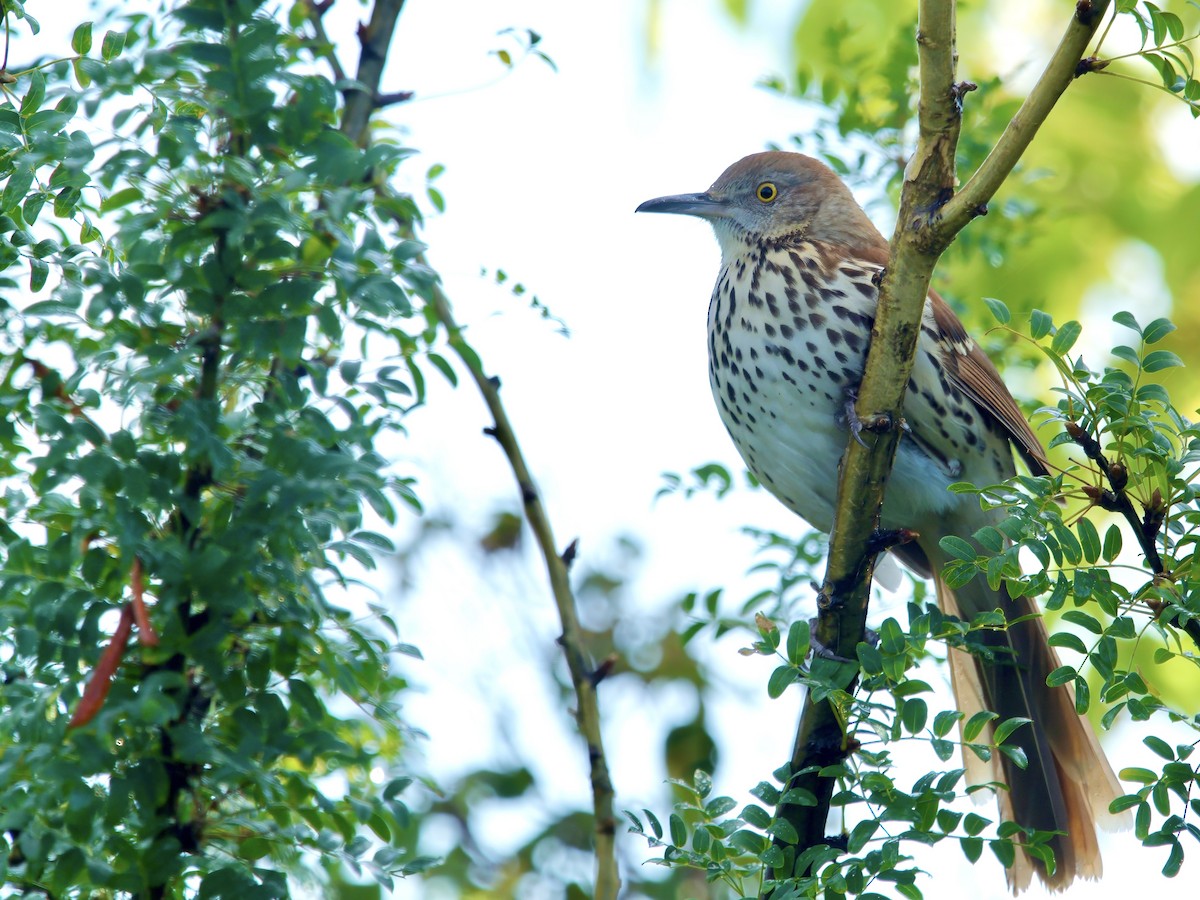 Brown Thrasher - ML620600961