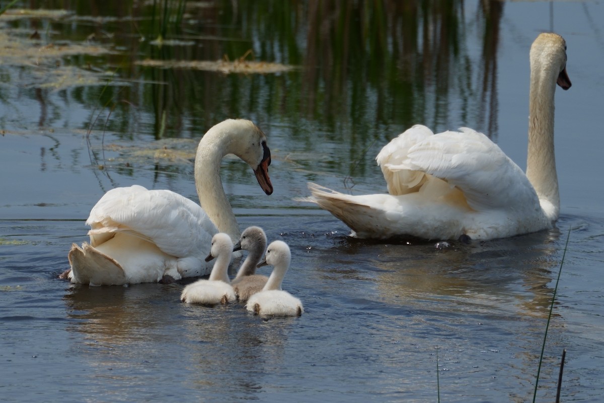 Mute Swan - ML620600971